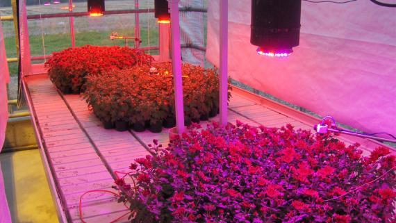 LED belysning i væksthus